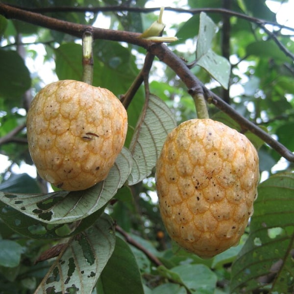 Custard Apple Seed