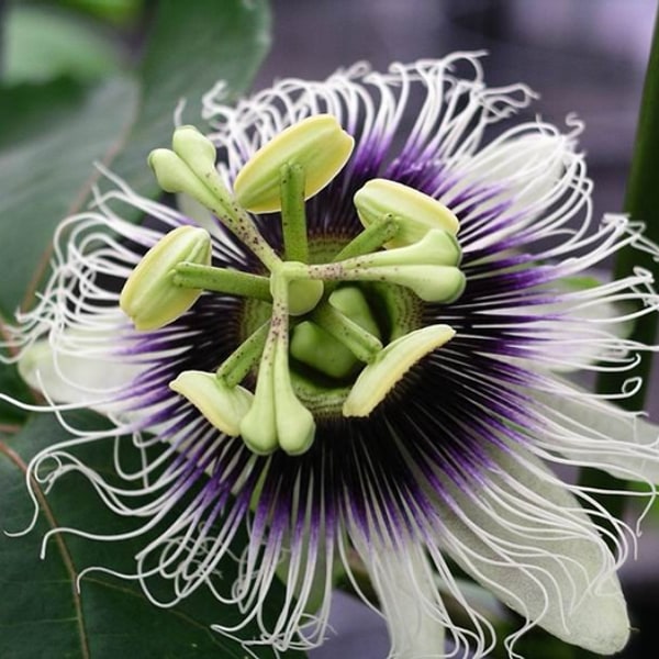 Passion Fruit Seed