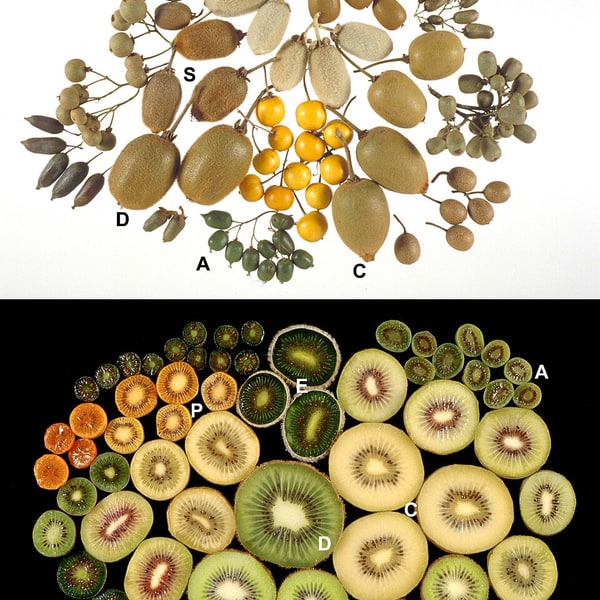 Kiwi Seed