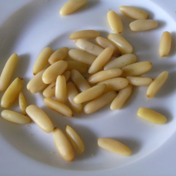 Coconut Seed Nut for planting