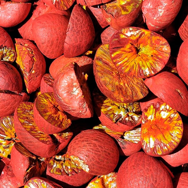 Arecanut Seed for planting