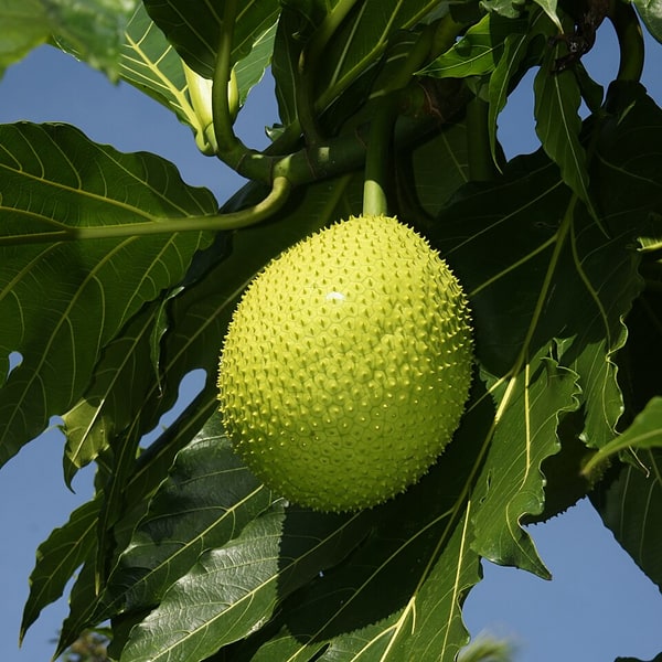 Jackfruit Seed