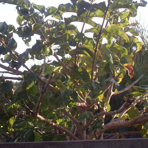 Tamarind Seed for planting