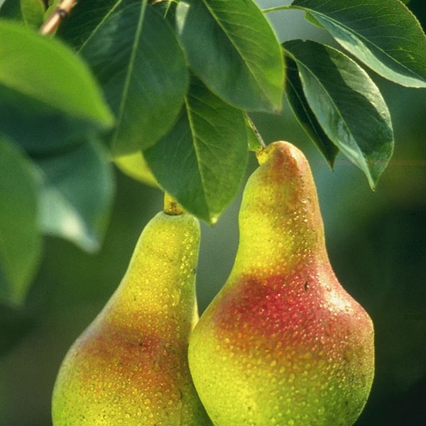 Pear Seed for planting