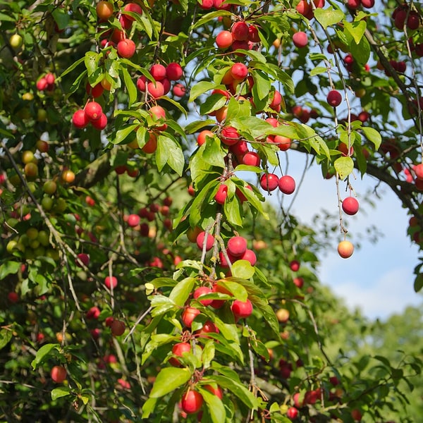 Plum Seed for planting