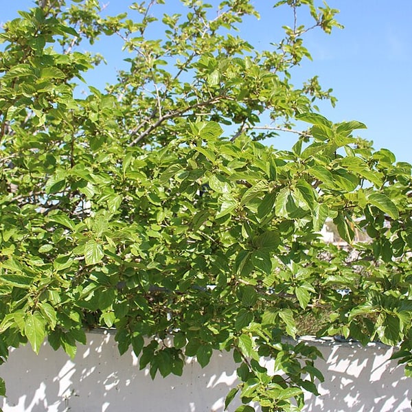 Mulberry Seed