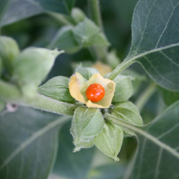 Ashwagandha Seed
