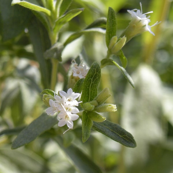 Stevia Seed