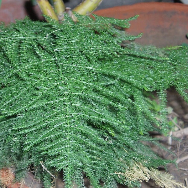 Shatavari Seed