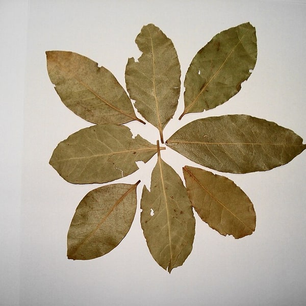 Curry Leaf Seed for planting