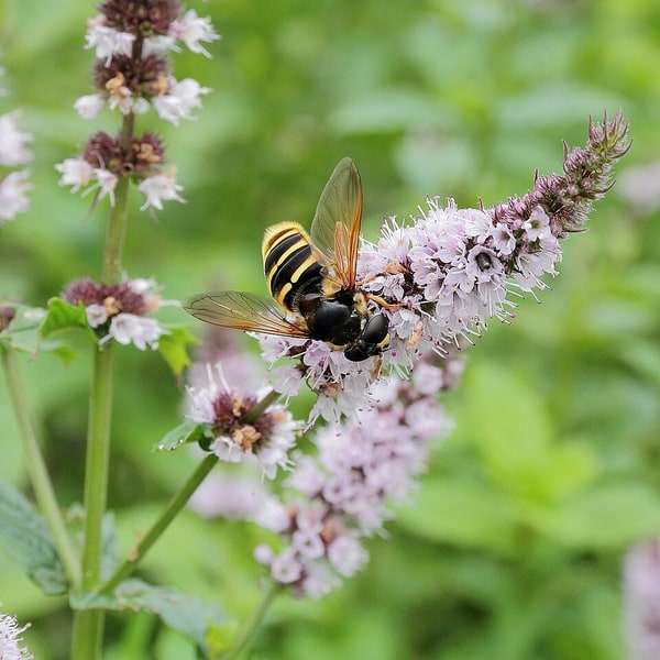 Mint Seed for planting