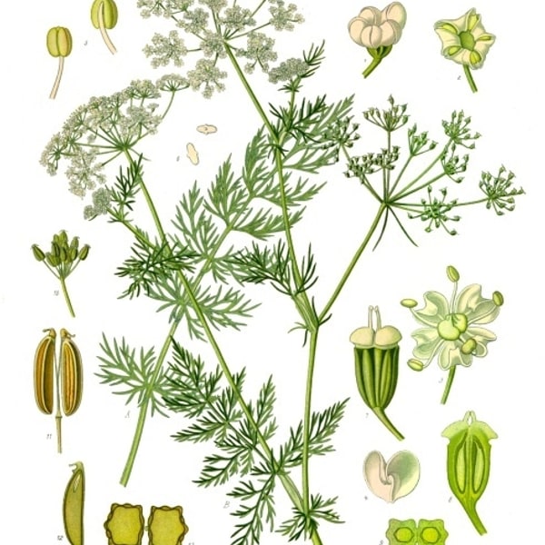 Fennel Seed for planting