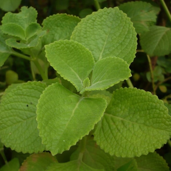 Oregano Seed