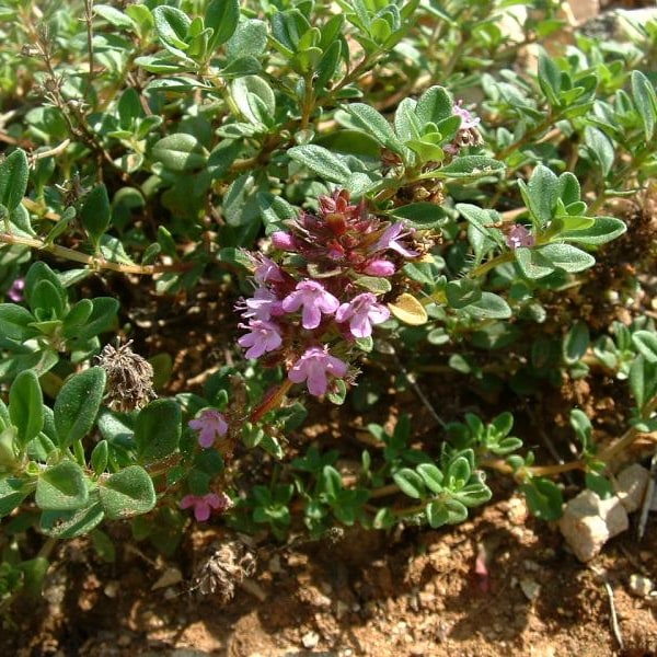 Thyme Seed