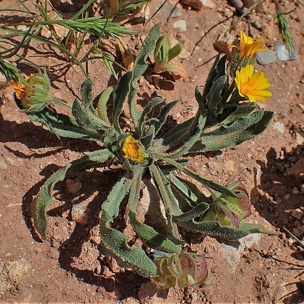 Calendula Medicinal Seed
