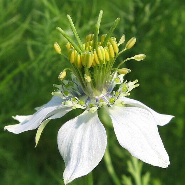 Cumin Seed for sowing