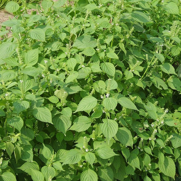 Perilla Seed for sowing