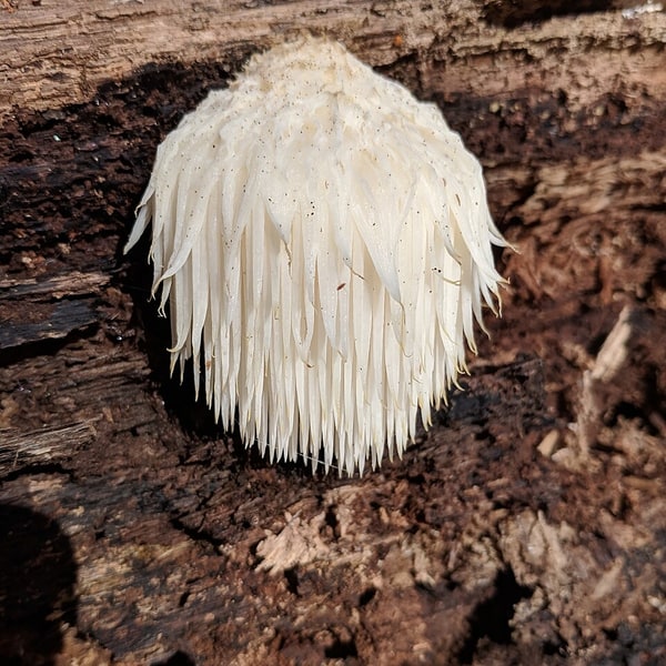 Mushroom Spores for cultivation