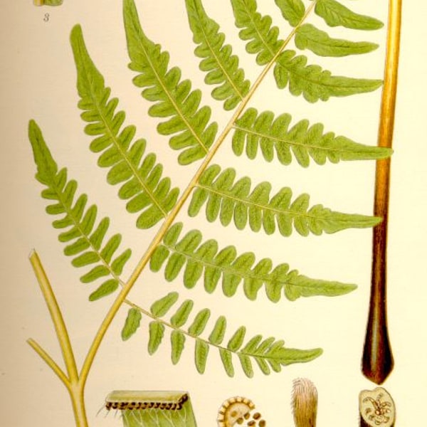 Fern Spores for propagation