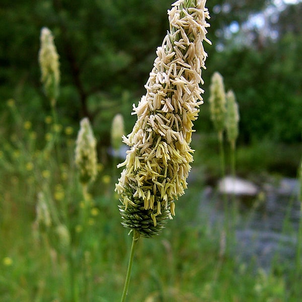 Lawn Grass Seed