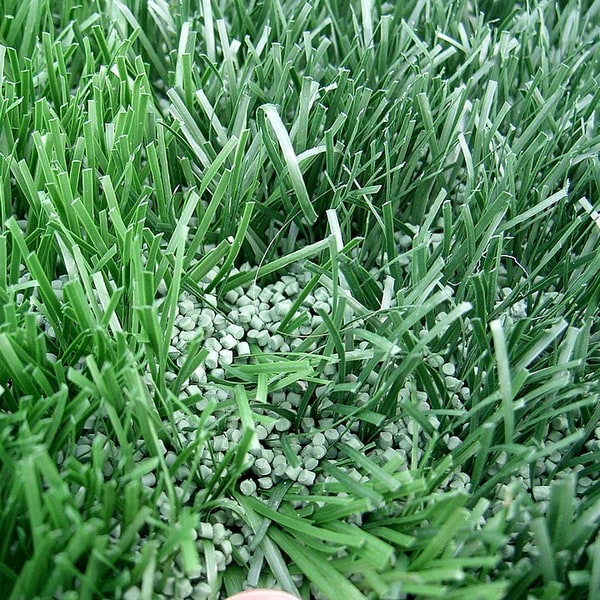 Turf Grass Seed