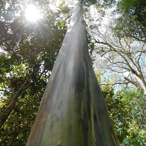 Eucalyptus Seed