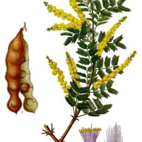 Acacia Seed