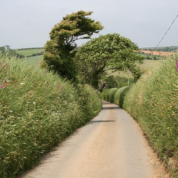 Hedge Plant Seed