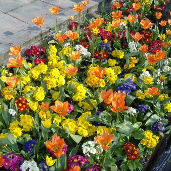 Terrace Garden Seed Mix